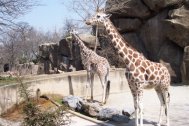 Giraffe