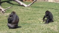Gorilla