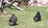 Gorilla