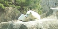 Polar Bear