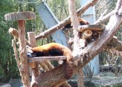 Red Panda