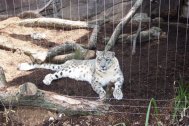Snow Leopard